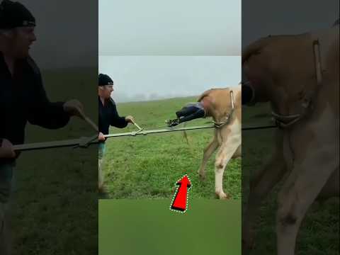 गाय के बछड़े को बहार निकालने वाला टूल 😱 ।। Calf puller tool 🔥