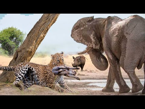 Dramatic Encounter - Angry Elephant: Panicked Leopard Climbs Tree, Lucky Warthog Escapes