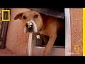 Mason's Training and Behavior Insights