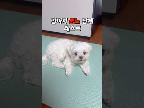 강아지 분노 단계 테스트 (5단계)