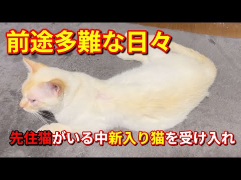 #286【保護猫】新入り猫に色々な問題が振りかかる中、遂に名前も決まりました、その理由も病院がきっかけでした