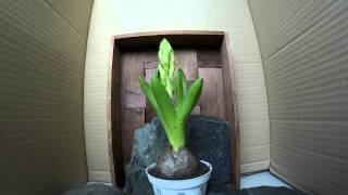 GoPro:  Time Lapse Hyacinth Flower