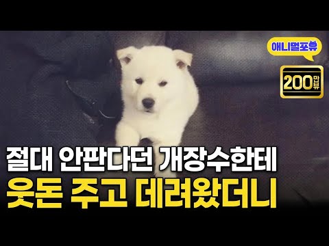 개장수로부터 겨우 데려온 강아지, 은혜를 아는 천재견이었다! I KBS 동물극장 단짝 230114 방송
