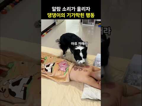 알람 소리가 울리자 댕댕이가 보인 기가막힌 행동
