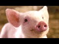 Wilbur's Fair Adventure