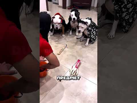 Собака поразила хозяйку своей гениальностью 🐕 #интересное #рекомендации #факты