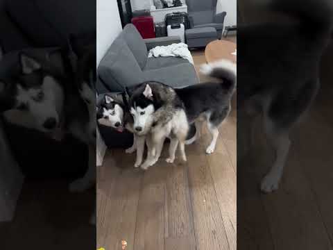 funnydogs#cute#doglover#doglife#cure#dogshorts#pet#doglife#dogshorts