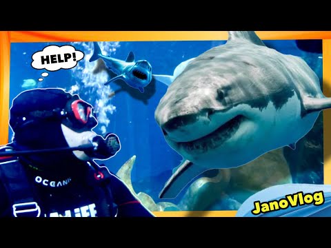 WE TRICKED OUR FRIEND INTO SWIMMING WITH SHARKS