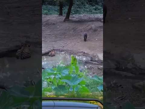 a tiger hides to stalk and attack wild boars. 🐯🐗 #shorts