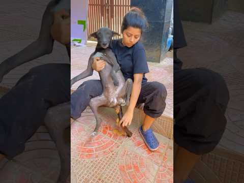 Paralysed dog ko Hume aise hi poty karwani hoti hai 🙏 #voiceless #dog #care #love
