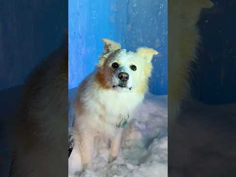 荒ぶる雪の妖精になりつつある愛犬がこちらです（笑）【ボーダーコリー】#shorts