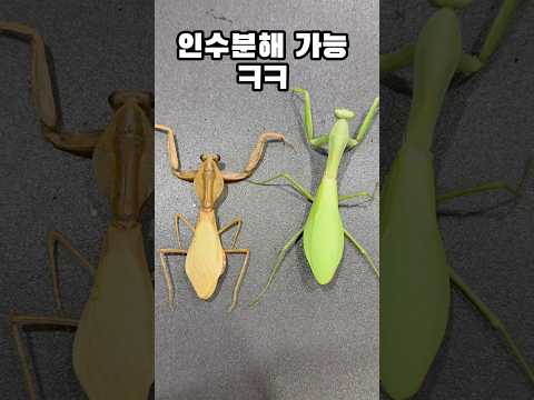 한국에서 가장 큰 외래종 클라스?! 한국 생태계 비상?! #붉가넓 #붉은긴가슴넓적배사마귀 #왕사마귀 #사마귀 #표본 #사마귀표본 #곤충표본 #rhombodera #hierodula