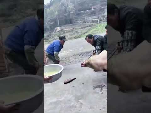 Watch it and laugh again. Authentic local pork. The process of catching pigs. It’s time to eat t