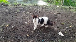empus sedang menikmati suasana alam #suarakucing #cat #kucinglucu