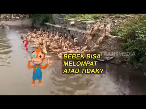 Apakah Bebek Bisa Melompat? | SI OTAN (22/11/21)