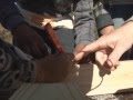 Pumpkin Catapult Project Insights