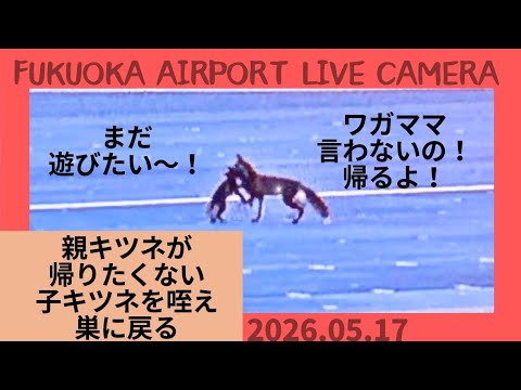 5/17 まだまだ遊びたい子🦊を親🦊が咥えて帰る