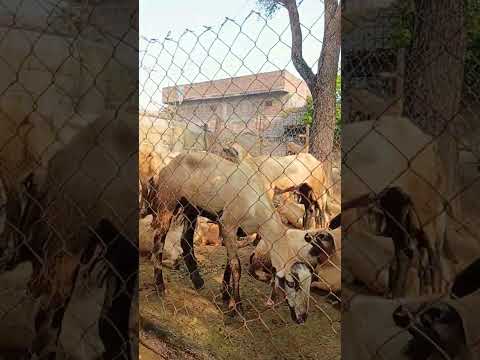 #song #yadav #golla #viral #music #nature #trending #telugu #villagelife #agriculture #automobile #t