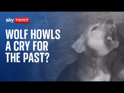 Cute wolf cubs learn how to howl in South Dakota