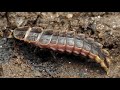 Firefly and Insect Sound Production