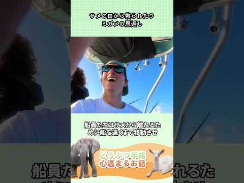 サメの口から救られたウミガメの恩返し