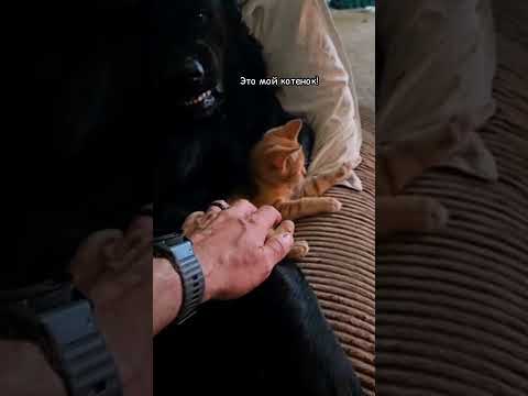 Вы кого в дом притащили #смешно #юмор #кошки #cat #animals #кот #смешныекошки