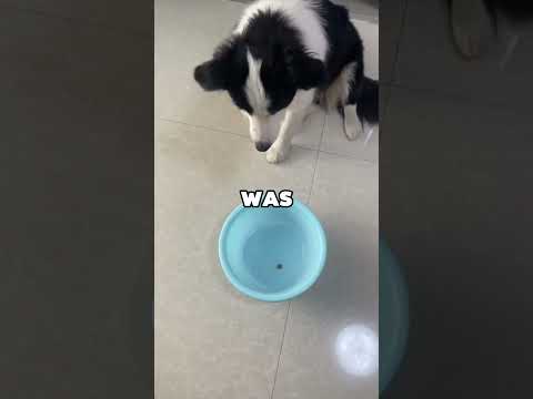BIRTHDAY DOG GETS SURPRISE! #animals #cuteanimal #dog