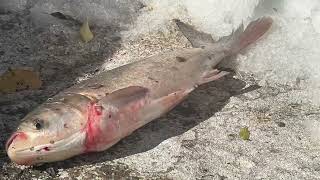 October 10, 2022 Commercial Fishing with Clint Carter