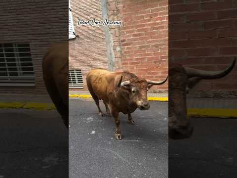 ¡¡Como busca el toro!! 😮🐃
