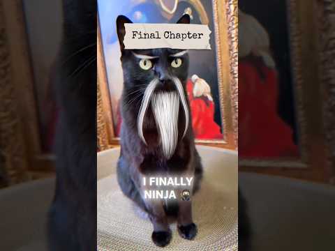 How a Cat Became a Ninja - The Full Journey #ninjacat #ninja #cat #funnycats