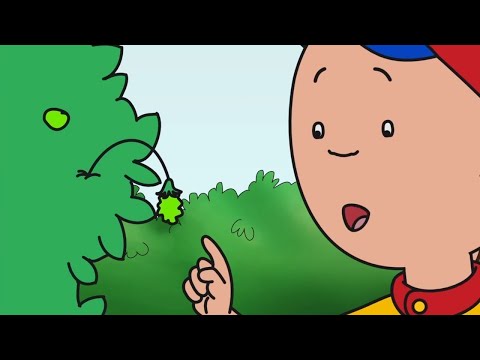 Caillou Groeiende Bessen | Caillou Nederlands - WildBrain