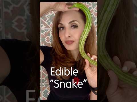 The Only Snake In My Kitchen