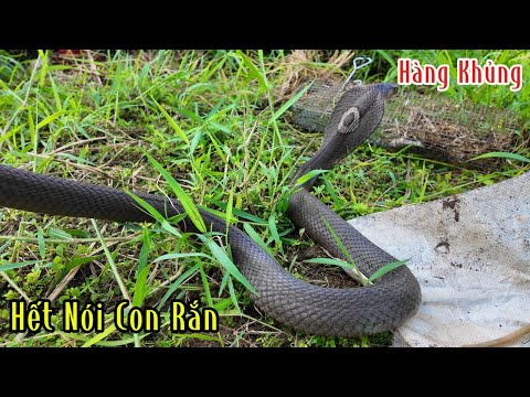 Chờ Đợi Gần 1 Tháng Mới Bắt Được Mày Con Này Hàng Đại | Mười Thương Săn Bắt