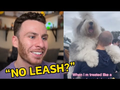 This Old English Sheepdog is outta control! | dog trainer reacts