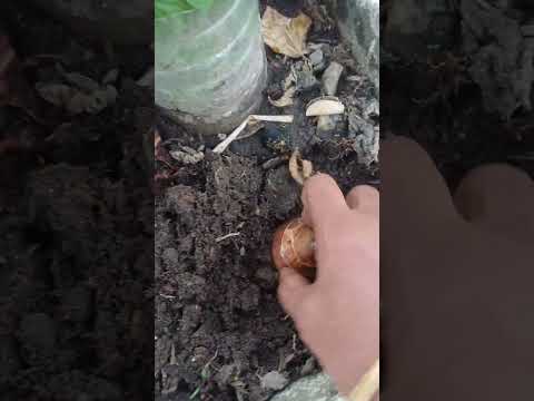 Taro 🤍 || #garden #terrace #trending #shorts #fyp #plants #vegetables