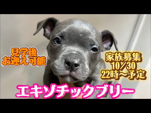 Exotic bully・『エキゾチックブリー家族募集中の子犬紹介』