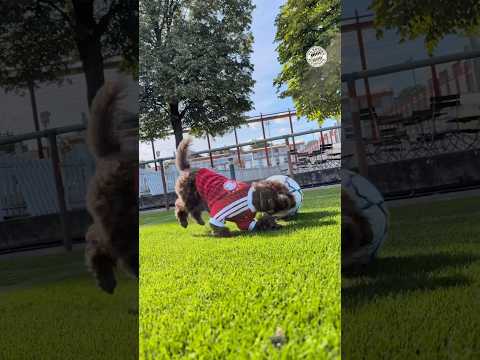 🐾 FC Bayern kit on, dribbling like a real pro – it doesn’t get better than this ❤️