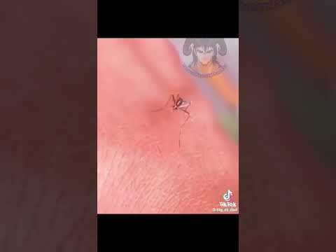 MOSQUITO CON DISFUNCION #doblaje #humor