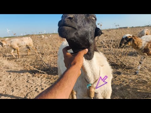 Amazing Sheep Bell Sound Effect