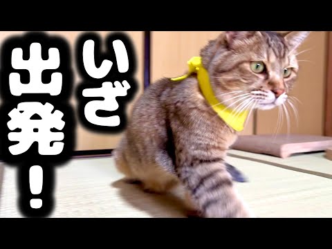 【歓喜】トラが全国へいきます！！！