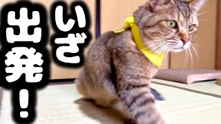 【歓喜】トラが全国へいきます！！！