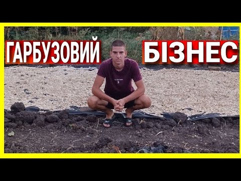 💵БІЗНЕС НА ГАРБУЗАХ.МІЙ ПРИБУТОК З ГЕКТАРА.ЯКІ ПОМИЛКИ БУЛИ ДОПУЩЕНІ 💵