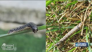 YouTube video thumbnail: Kansas Homeowners Should be on Guard Against Army Worms