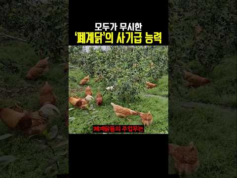 모두가 무시한 폐계닭의 사기급 능력
