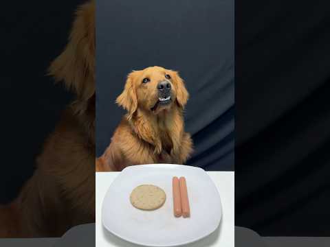 Golden Brother Gets Food In The Air