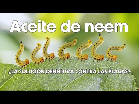 Aceite de neem: TODO lo que  necesitas saber ⚠️