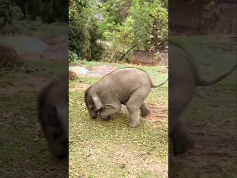 Naughty baby elephant is playing with the chickens😍 #babyelephant #elephant #cute #funny #shorts