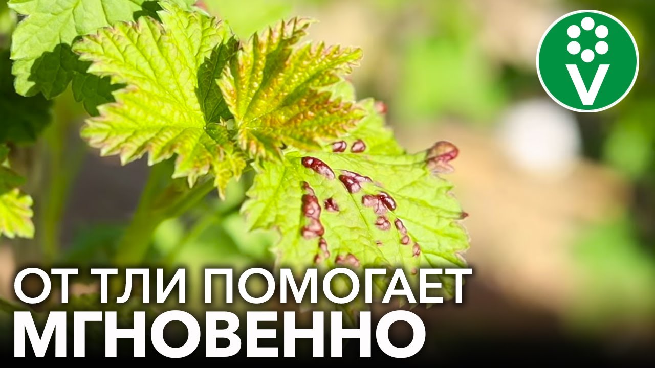 Тля на смородине? Забудьте о ней навсегда!