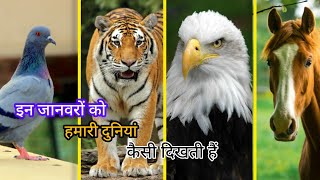 इन जानवरों को हमारी दुनियां कैसी दिखती हैं | What do these animals see in our world? | Shahvaiz Khan