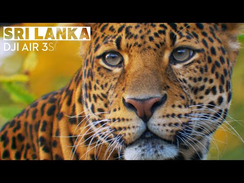 DJI Air 3S | Sri Lanka: Part 2 | SkyPixel